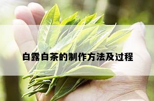 白露白茶的制作方法及过程