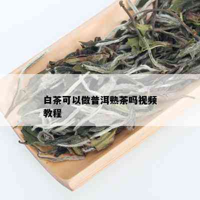 白茶可以做普洱熟茶吗视频教程