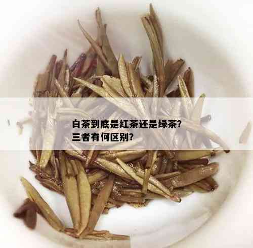 白茶到底是红茶还是绿茶？三者有何区别？