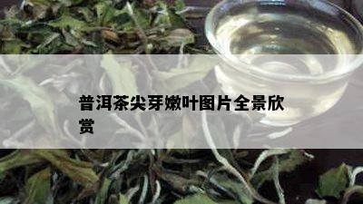 普洱茶尖芽嫩叶图片全景欣赏