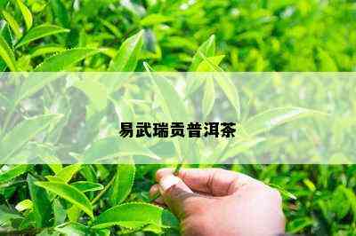 易武瑞贡普洱茶