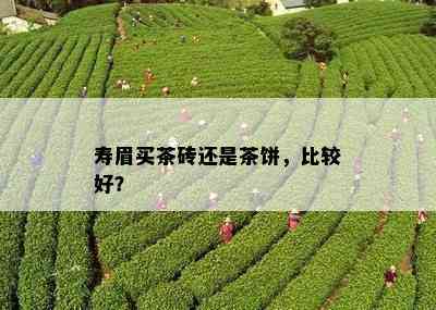 寿眉买茶砖还是茶饼，比较好？