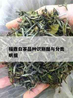 福鼎白茶品种识别图与分类明细