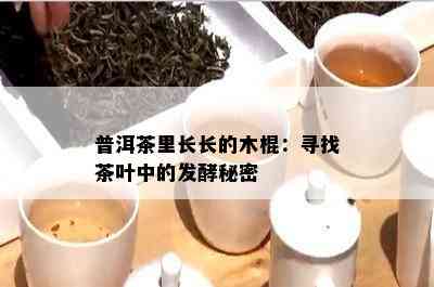 普洱茶里长长的木棍：寻找茶叶中的发酵秘密