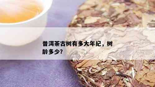 普洱茶古树有多大年纪，树龄多少？