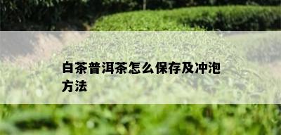 白茶普洱茶怎么保存及冲泡方法