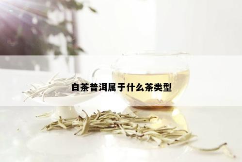 白茶普洱属于什么茶类型