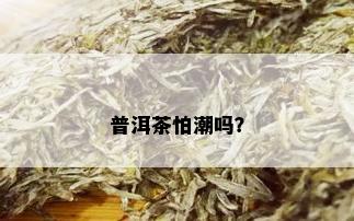 普洱茶怕潮吗？