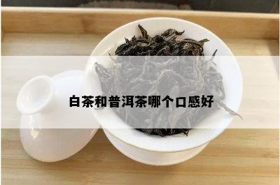 白茶和普洱茶哪个口感好