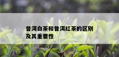 普洱白茶和普洱红茶的区别及其重要性