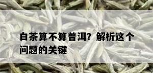 白茶算不算普洱？解析这个问题的关键