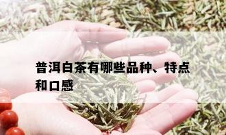 普洱白茶有哪些品种、特点和口感