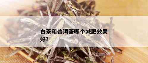 白茶和普洱茶哪个减肥效果好？