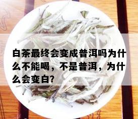 白茶最终会变成普洱吗为什么不能喝，不是普洱，为什么会变白？