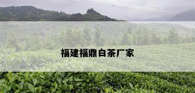 福建福鼎白茶厂家