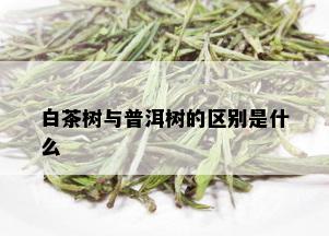 白茶树与普洱树的区别是什么