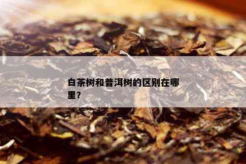 白茶树和普洱树的区别在哪里？