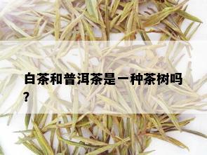 白茶和普洱茶是一种茶树吗？