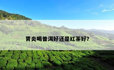 胃炎喝普洱好还是红茶好？