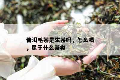 普洱毛茶是生茶吗，怎么喝，属于什么茶类