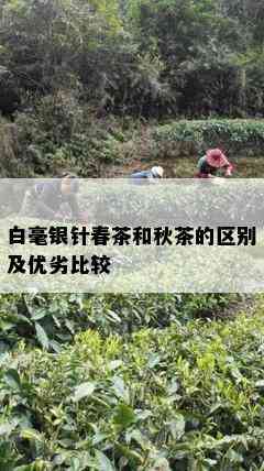 白毫银针春茶和秋茶的区别及优劣比较