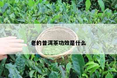 老的普洱茶功效是什么