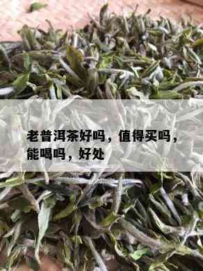 老普洱茶好吗，值得买吗，能喝吗，好处