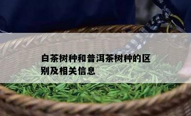 白茶树种和普洱茶树种的区别及相关信息