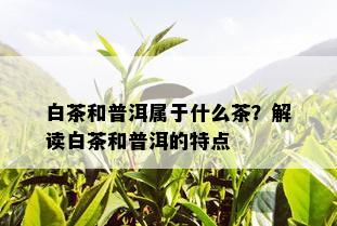 白茶和普洱属于什么茶？解读白茶和普洱的特点