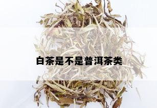 白茶是不是普洱茶类