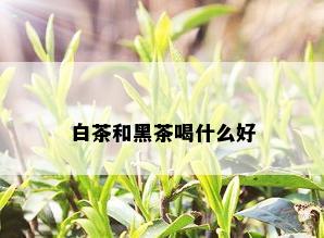 白茶和黑茶喝什么好