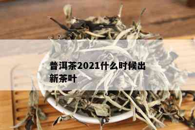 普洱茶2021什么时候出新茶叶