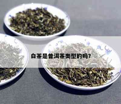 白茶是普洱茶类型的吗？