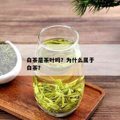 白茶是茶叶吗？为什么属于白茶？