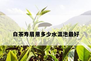 白茶寿眉用多少水温泡更好