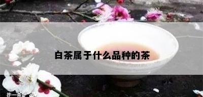 白茶属于什么品种的茶