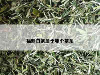 福鼎白茶属于哪个茶系