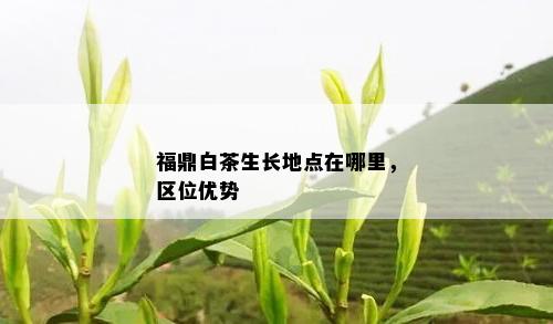 福鼎白茶生长地点在哪里，区位优势