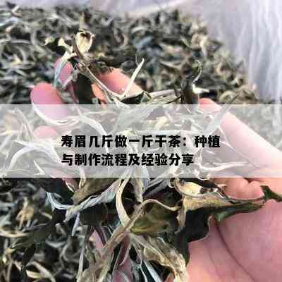 寿眉几斤做一斤干茶：种植与制作流程及经验分享