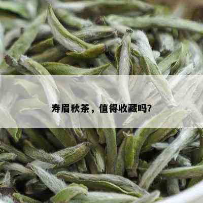 寿眉秋茶，值得收藏吗？