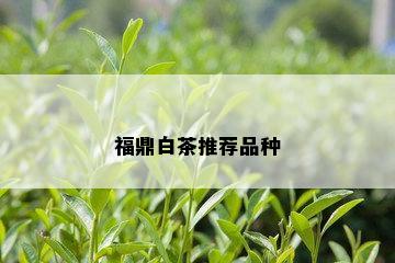 福鼎白茶推荐品种