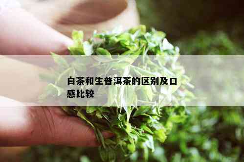 白茶和生普洱茶的区别及口感比较