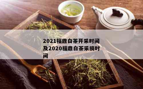 2021福鼎白茶开采时间及2020福鼎白茶采摘时间