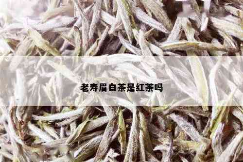 老寿眉白茶是红茶吗