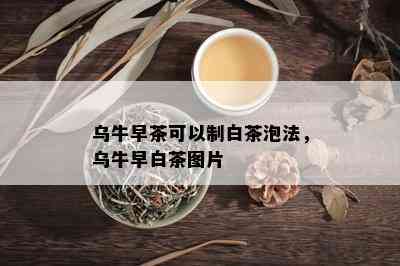 乌牛早茶可以制白茶泡法，乌牛早白茶图片