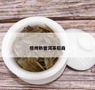 梧州熟普洱茶招商