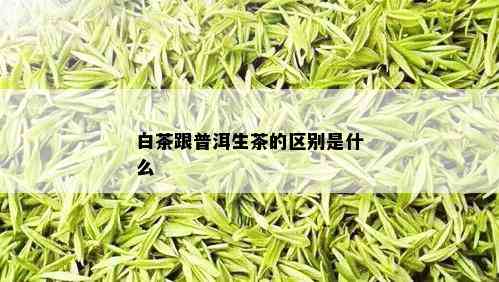 白茶跟普洱生茶的区别是什么