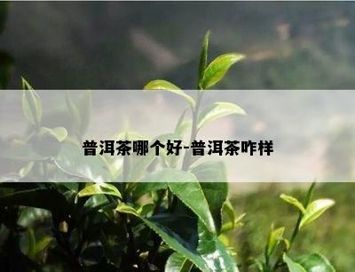 普洱茶哪个好-普洱茶咋样