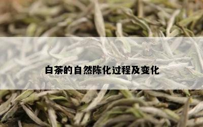 白茶的自然陈化过程及变化