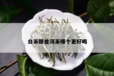 白茶跟普洱茶哪个更好喝